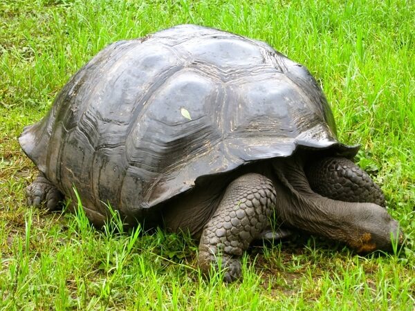 The giant Galapagos tortoise — We see dozens of tortoises at the reserve and each is as magical as the next